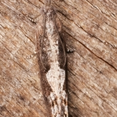 Strepsicrates macropetana at Melba, ACT - 7 Feb 2021 12:29 AM