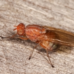 Sapromyza sp. (genus) (A lauxaniid fly) at Melba, ACT - 7 Feb 2021 by kasiaaus