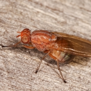 Sapromyza sp. (genus) at Melba, ACT - 7 Feb 2021