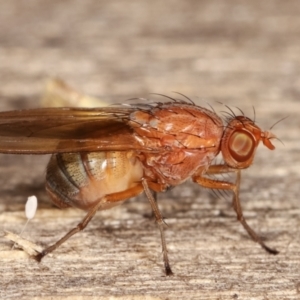 Sapromyza sp. (genus) at Melba, ACT - 7 Feb 2021