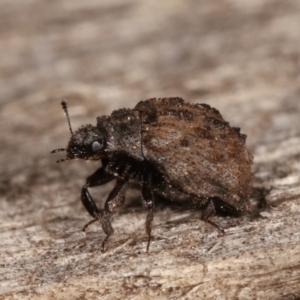 Microchaetes sp. (genus) at Melba, ACT - 7 Feb 2021 12:48 AM