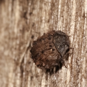 Microchaetes sp. (genus) at Melba, ACT - 7 Feb 2021 12:48 AM