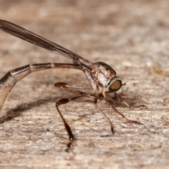 Leptogaster sp. (genus) (Robber fly) at Melba, ACT - 6 Feb 2021 by kasiaaus