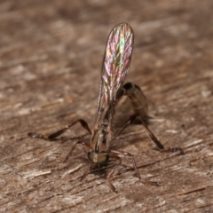 Leptogaster sp. (genus) at Melba, ACT - 7 Feb 2021 12:29 AM