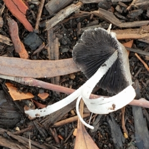 Coprinellus etc. at Cook, ACT - 2 Feb 2021