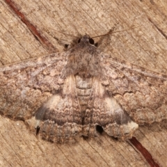 Eudesmeola lawsoni (Lawson's Night Moth) at Melba, ACT - 6 Feb 2021 by kasiaaus