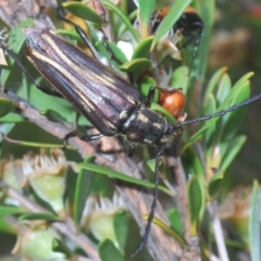 Distichocera fuliginosa (Longhorn or Longicorn beetle) at Nimmo, NSW - 7 Feb 2021 by Harrisi