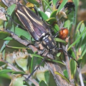 Distichocera fuliginosa at Nimmo, NSW - 7 Feb 2021