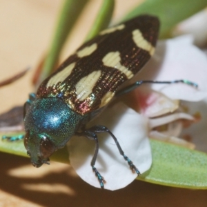 Castiarina flavopurpurea at Nimmo, NSW - 7 Feb 2021