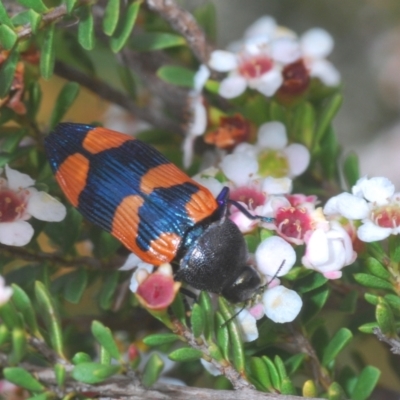 Castiarina thomsoni (A jewel beetle) at Kosciuszko National Park - 7 Feb 2021 by Harrisi