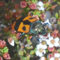 Castiarina delectabilis (A jewel beetle) at Kosciuszko National Park, NSW - 7 Feb 2021 by Harrisi