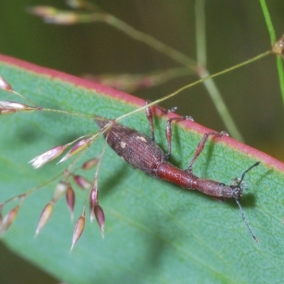 Rhadinosomus lacordairei (Thin Strawberry Weevil) at Kosciuszko National Park, NSW - 7 Feb 2021 by Harrisi