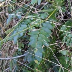Pellaea calidirupium (Hot Rock Fern) at Baranduda Regional Park - 3 Feb 2021 by ChrisAllen