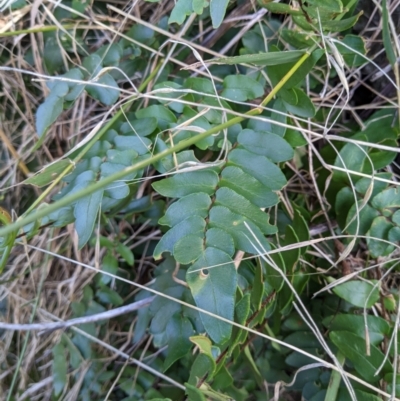 Pellaea calidirupium (Hot Rock Fern) at Baranduda Regional Park - 3 Feb 2021 by ChrisAllen