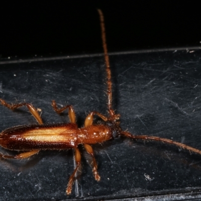 Atesta dorsalis (Longhorn or longicorn beetle) at Melba, ACT - 7 Feb 2021 by kasiaaus