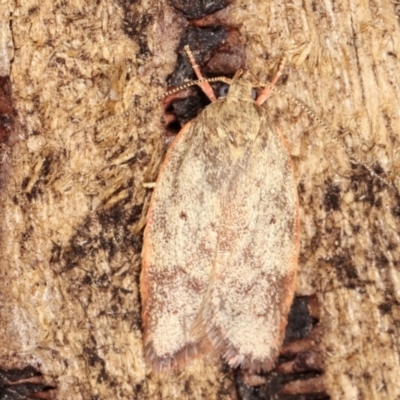 Garrha (genus) (A concealer moth) at Melba, ACT - 7 Feb 2021 by kasiaaus