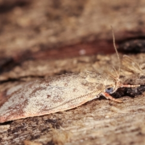 Garrha (genus) at Melba, ACT - 7 Feb 2021 12:40 AM