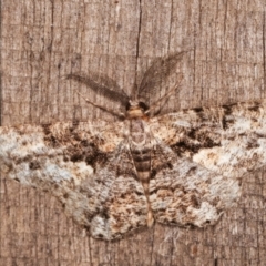 Unplaced externaria (Mahogany Bark Moth (formerly Hypomecis externaria)) at Melba, ACT - 7 Feb 2021 by kasiaaus