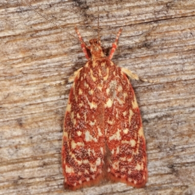 Syringoseca rhodoxantha (A concealer moth) at Melba, ACT - 6 Feb 2021 by kasiaaus