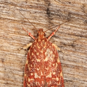 Syringoseca rhodoxantha at Melba, ACT - 7 Feb 2021 12:44 AM