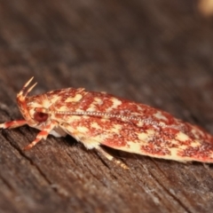 Syringoseca rhodoxantha at Melba, ACT - 7 Feb 2021