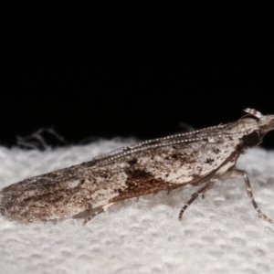 Anarsia molybdota at Melba, ACT - 7 Feb 2021