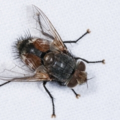 Calliphora augur (Lesser brown or Blue-bodied blowfly) at Melba, ACT - 6 Feb 2021 by kasiaaus