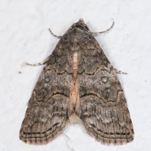 Calathusa sp nr dispila at Melba, ACT - 7 Feb 2021 10:47 PM