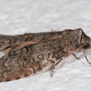 Calathusa sp nr dispila at Melba, ACT - 7 Feb 2021 10:47 PM