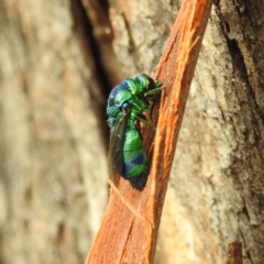 Stilbum cyanurum (Large Cuckoo Wasp) at Kambah, ACT - 10 Feb 2021 by HelenCross