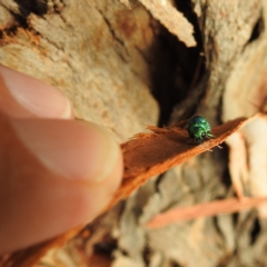 Stilbum cyanurum at Lions Youth Haven - Westwood Farm A.C.T. - 11 Feb 2021