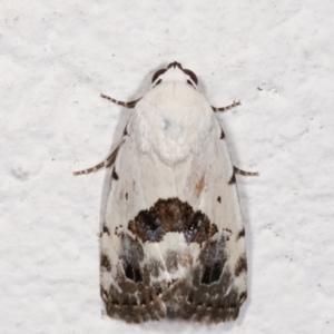 Armactica conchidia at Melba, ACT - 8 Feb 2021 01:07 AM