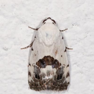 Armactica conchidia (Conchidia Moth) at Melba, ACT - 8 Feb 2021 by kasiaaus