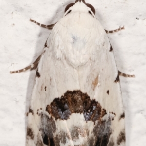 Armactica conchidia at Melba, ACT - 8 Feb 2021