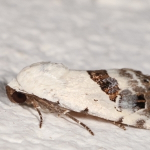 Armactica conchidia at Melba, ACT - 8 Feb 2021 01:07 AM