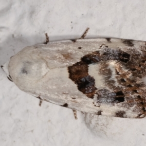 Armactica conchidia at Melba, ACT - 8 Feb 2021