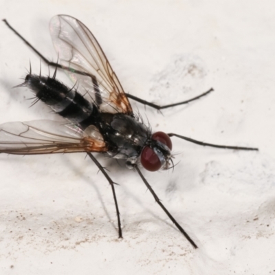 Sumpigaster sp. (genus) (A bristle fly) at Melba, ACT - 7 Feb 2021 by kasiaaus