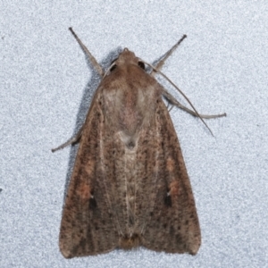 Mythimna (Pseudaletia) convecta at Melba, ACT - 8 Feb 2021 01:12 AM