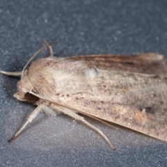 Mythimna (Pseudaletia) convecta at Melba, ACT - 8 Feb 2021 01:12 AM