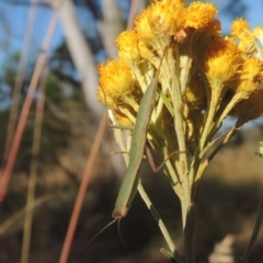 Orthodera ministralis at Bungendore, NSW - 5 Jan 2021