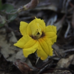 Goodenia hederacea (Ivy Goodenia) at Bungendore, NSW - 5 Jan 2021 by MichaelBedingfield