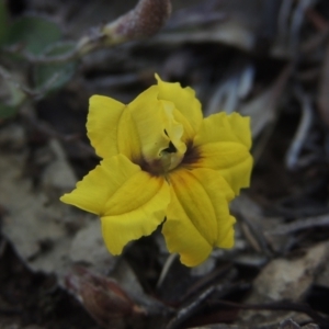 Goodenia hederacea at Bungendore, NSW - 5 Jan 2021