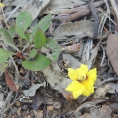 Goodenia hederacea at Bungendore, NSW - 5 Jan 2021