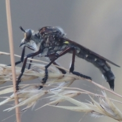 Chrysopogon sp. (genus) (a robber fly) at Bungendore, NSW - 5 Jan 2021 by michaelb