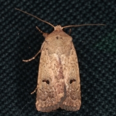 Proteuxoa tibiata (Horseshoe Noctuid) at Melba, ACT - 7 Feb 2021 by kasiaaus