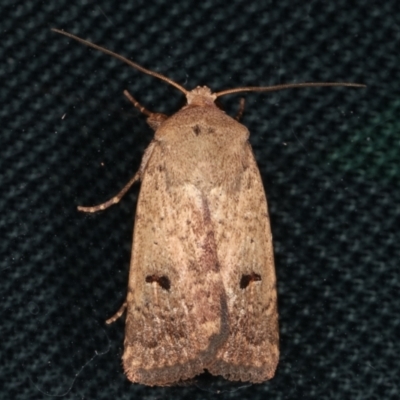 Proteuxoa tibiata (Horseshoe Noctuid) at Melba, ACT - 8 Feb 2021 by kasiaaus