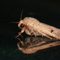 Proteuxoa tibiata at Melba, ACT - 8 Feb 2021 01:13 AM