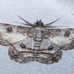 Cleora (genus) (A Looper Moth) at Melba, ACT - 7 Feb 2021 by kasiaaus