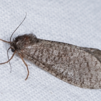Trigonocyttara clandestina (Less-stick Case Moth) at Melba, ACT - 8 Feb 2021 by kasiaaus