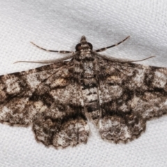 Cleora (genus) (A Looper Moth) at Melba, ACT - 8 Feb 2021 by kasiaaus